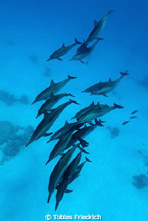 Spinner dolphins. by Tobias Friedrich 